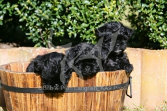 Affenpinscher