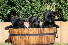 Affenpinscher