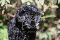 Affenpinscher