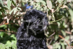 Affenpinscher