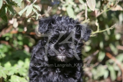 Affenpinscher