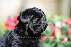 Affenpinscher