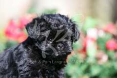 Affenpinscher