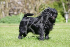 Affenpinscher