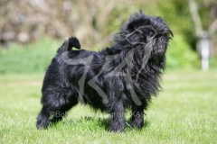 Affenpinscher