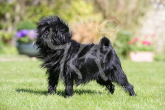 Affenpinscher