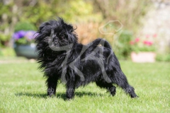 Affenpinscher