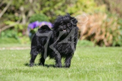 Affenpinscher