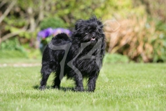 Affenpinscher