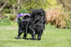 Affenpinscher