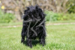 Affenpinscher