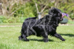 Affenpinscher