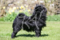 Affenpinscher