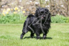 Affenpinscher