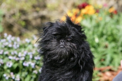 Affenpinscher