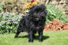 Affenpinscher