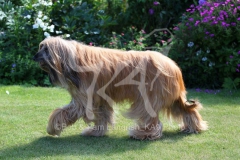 Afghan Hound