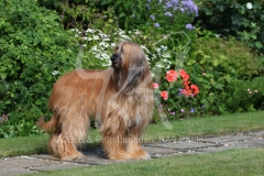 Afghan Hound