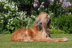 Afghan Hound