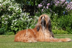 Afghan Hound