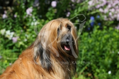 Afghan Hound