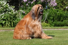 Afghan Hound