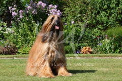 Afghan Hound