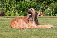 Afghan Hound