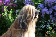 Afghan Hound