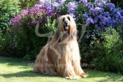 Afghan Hound