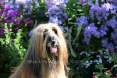 Afghan Hound