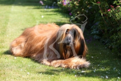 Afghan Hound