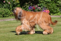 Afghan Hound