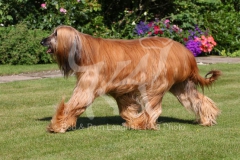 Afghan Hound