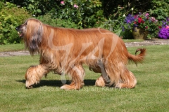 Afghan Hound