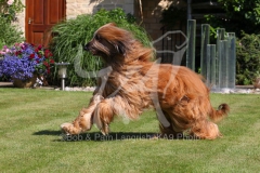 Afghan Hound