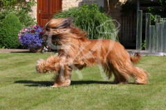 Afghan Hound