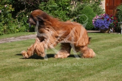 Afghan Hound