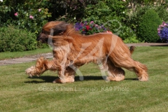 Afghan Hound