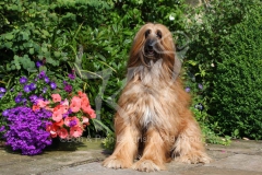 Afghan Hound