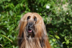 Afghan Hound