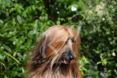 Afghan Hound