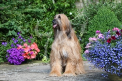 Afghan Hound