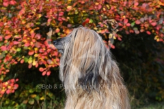 Afghan Hound