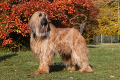 Afghan Hound