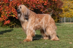 Afghan Hound