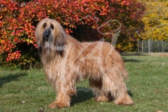 Afghan Hound