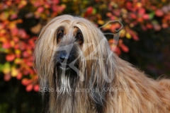 Afghan Hound