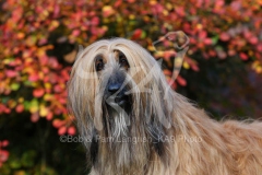 Afghan Hound