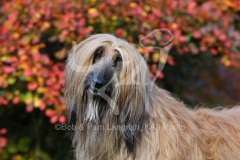 Afghan Hound